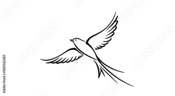 Fototapeta A detailed black and white line drawing of a bird in flight with outstretched wings.