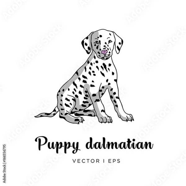 Obraz Vector editable colorful image depicting a cute dalmatian puppy dog. Isolated on a white background.