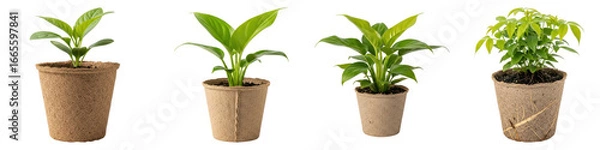 Fototapeta Four different stages of plant growth in biodegradable pots isolated on transparent background