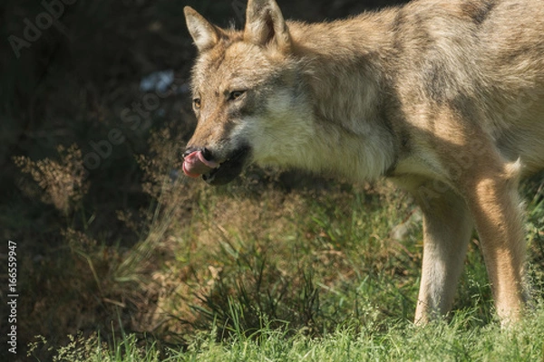 Fototapeta A wolf stands and observes