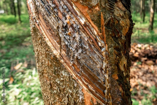 Fototapeta Rubber Tree Tapping Harvesting Latex in a Tropical Plantation