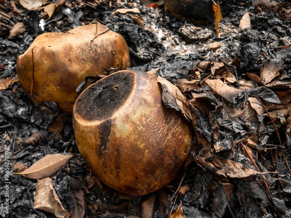 Fototapeta Close up of charred coconuts amidst burnt leaves
