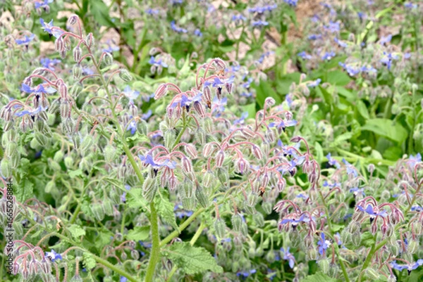 Obraz 初夏の布引ハーブ園