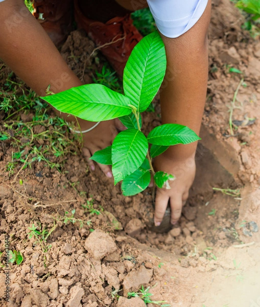 Obraz Students are planting trees together.