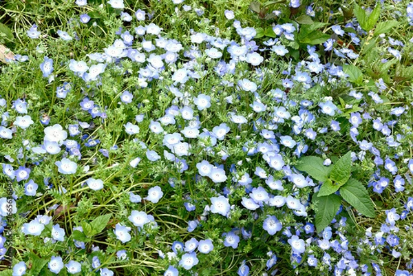 Obraz 初夏の布引ハーブ園