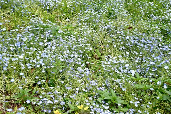 Obraz 初夏の布引ハーブ園