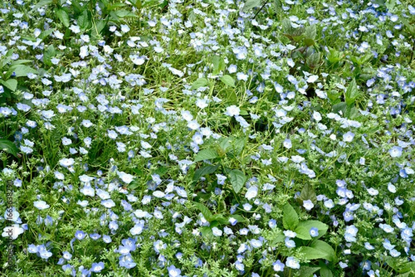 Obraz 初夏の布引ハーブ園