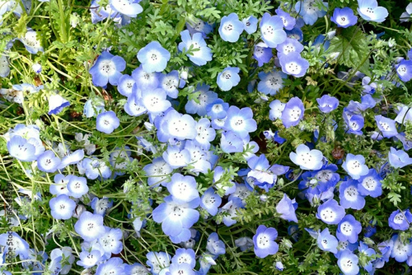 Obraz 初夏の布引ハーブ園