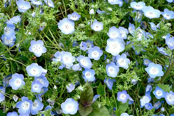 Obraz 初夏の布引ハーブ園