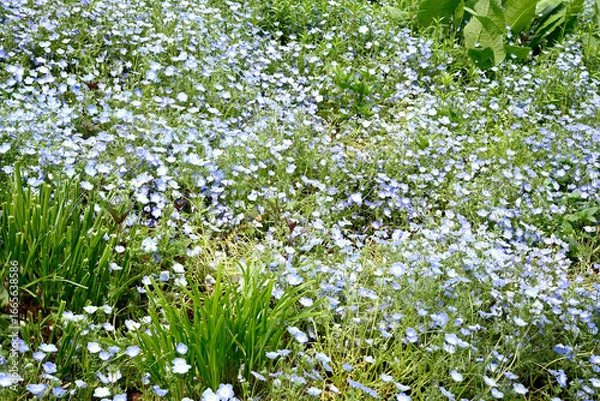 Obraz 初夏の布引ハーブ園