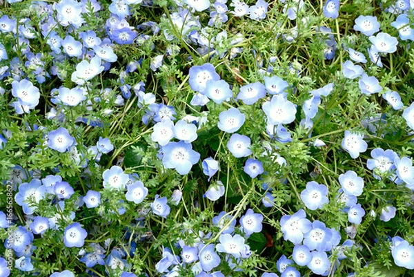 Obraz 初夏の布引ハーブ園