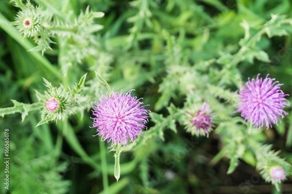 Fototapeta Flowers and buds of a thistle, shallow depth of field.