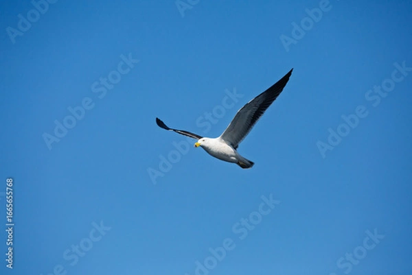 Fototapeta A beautiful Pacific Gull (Larus pacificus) gracefully gliding high above with wings spread in a blue sky. Photographed on the southern coast of Australia.