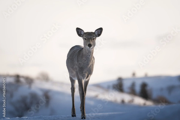 Fototapeta deer in snow