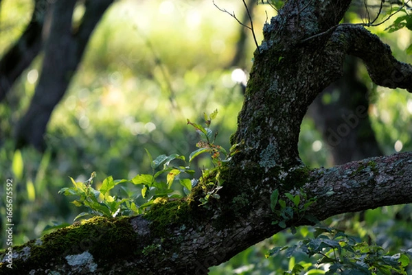 Fototapeta tree in the forest