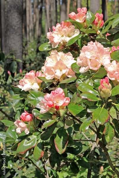 Obraz Rhododendron in spring