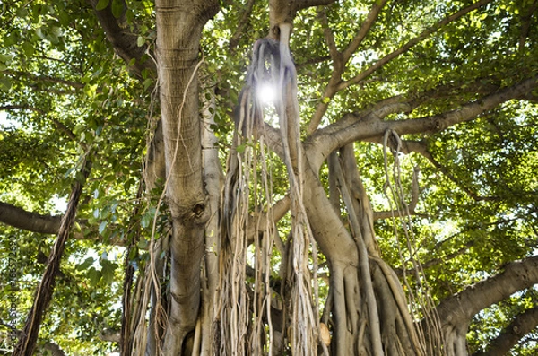 Obraz バニヤンの木