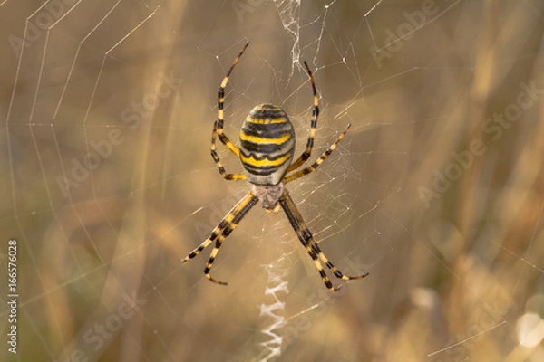 Obraz Wasp Spider
