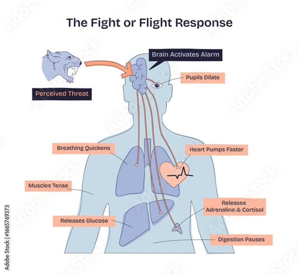 Fototapeta Fight or flight response shows how the brain reacts to threats, with heart, lungs, and muscles highlighted, transparent background. Doodle style diagram