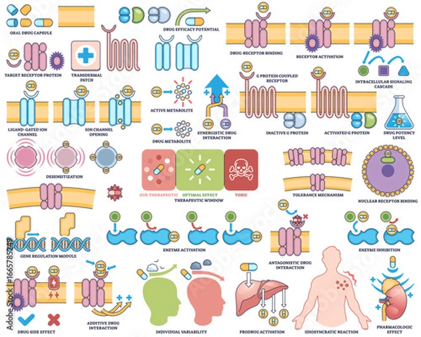 Fototapeta Drug action pharmacodynamics visualizes drug-receptor interactions, signaling pathways, and cellular effects in an outline style collection, transparent background. Outline style collection