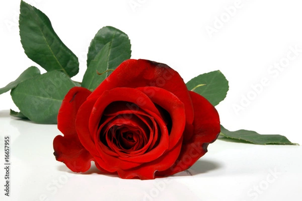 Fototapeta Rote Rose