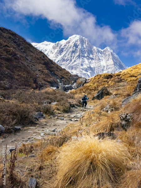 Fototapeta Annapurna base camp trek with a trekker hiking up the grassland trail towards snow clad himalayan mountain