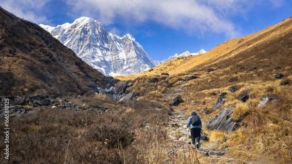 Fototapeta Annapurna base camp trek with a trekker hiking up the grassland trail towards snow clad himalayan mountain