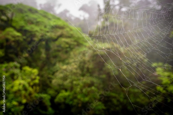 Fototapeta Spider web with a jungle background a Mistico La Fortuna