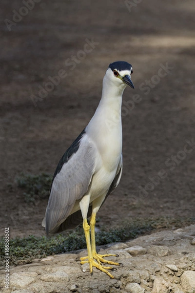 Obraz Bird night heron at city lake edge