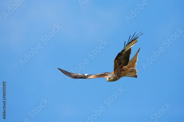 Fototapeta Red kite