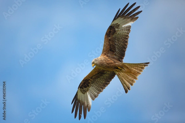 Obraz Red kite