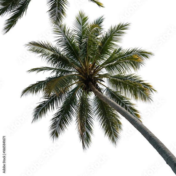 Fototapeta Realistic Isolated Photo of a Palm Tree Against Black Sky