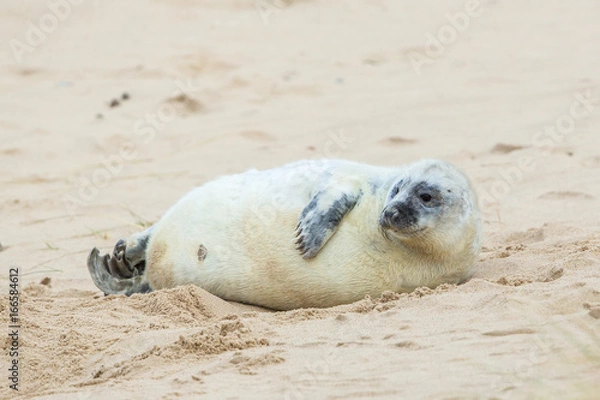 Obraz Grey Seals