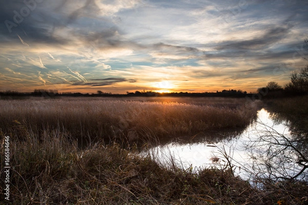 Obraz Reedbed dawn