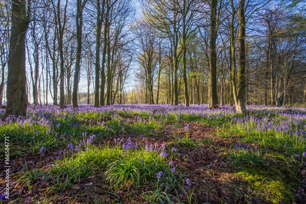 Obraz Bluebell woods