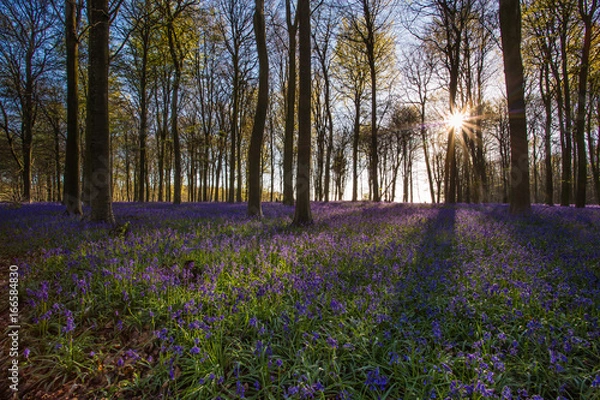Obraz Bluebell woods