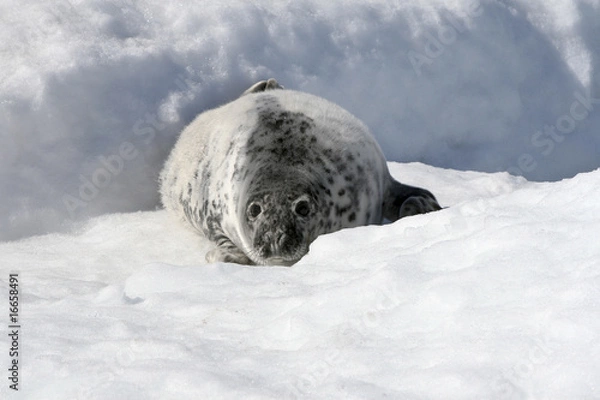 Obraz Grey seal