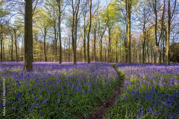 Obraz Bluebell woods