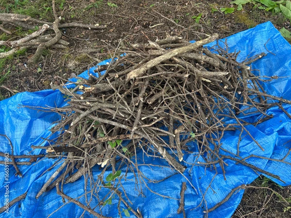 Fototapeta 集めた木の枝　ブルーシート