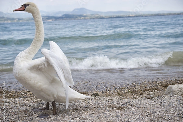 Fototapeta Dancing Swan