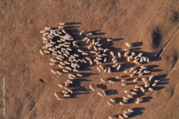 Obraz Sheep herd forms giant sheep outline in aerial view over sandy terrain