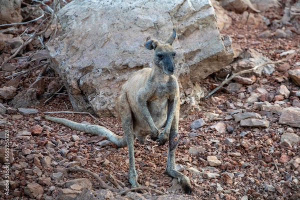 Fototapeta A common wallaroo (Osphranter robustus), also known as the euro, hill wallaroo, or simply wallaroo. Lake Argyle, Western Australia.