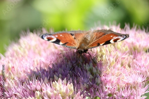 Fototapeta le papillon