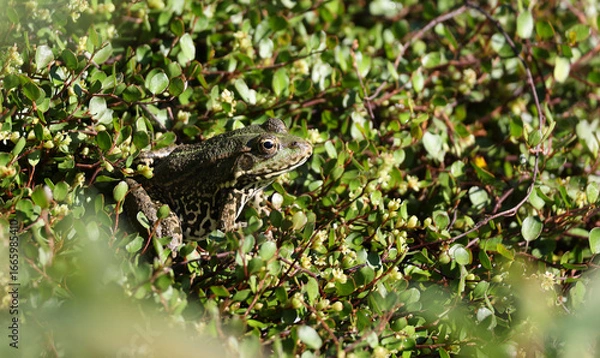 Fototapeta La grenouille