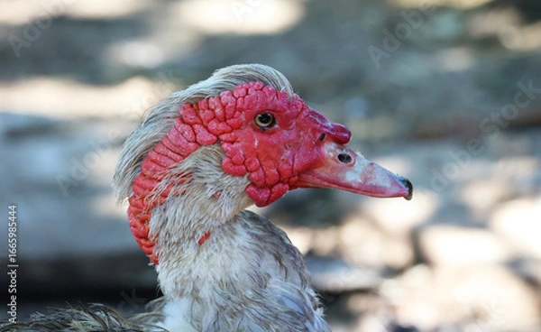 Obraz Le canard tête rouge