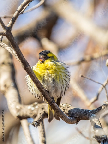 Fototapeta Eurasian siskin male, latin name spinus spinus, sitting on branch of tree. Cute little yellow songbird.
