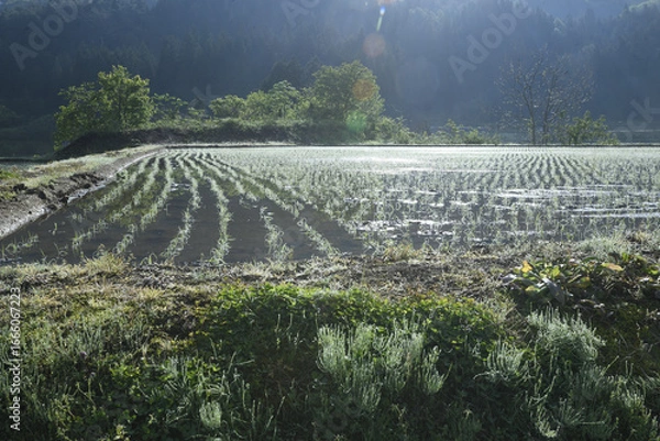 Fototapeta 田んぼに朝日が差し込む風景