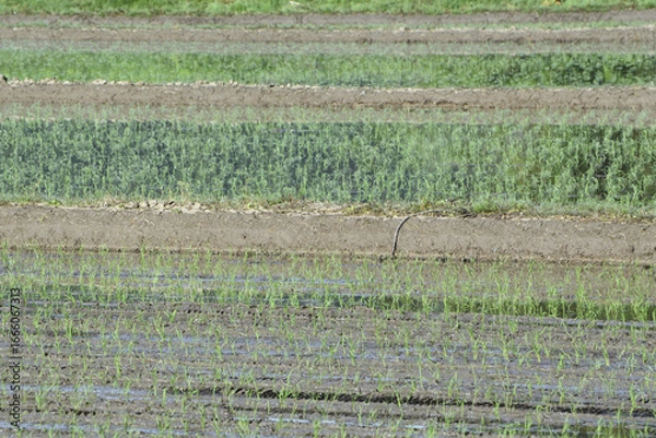 Fototapeta 植えられたばかりの稲と田んぼの列