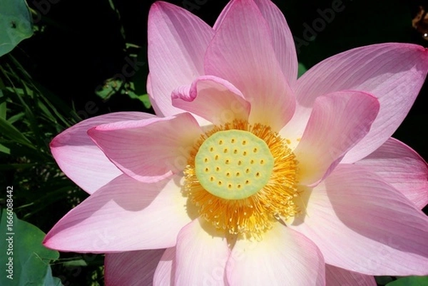 Obraz 日差しを浴びる蓮の花　初夏の蓮池公園