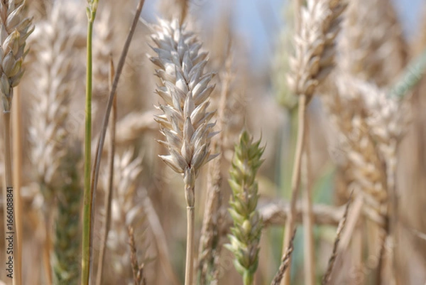 Obraz Barley fields in the granary of Austria